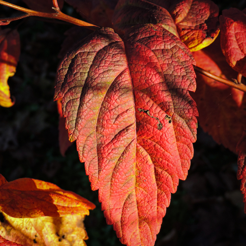 Красное сердце осени / Red heart of autumn