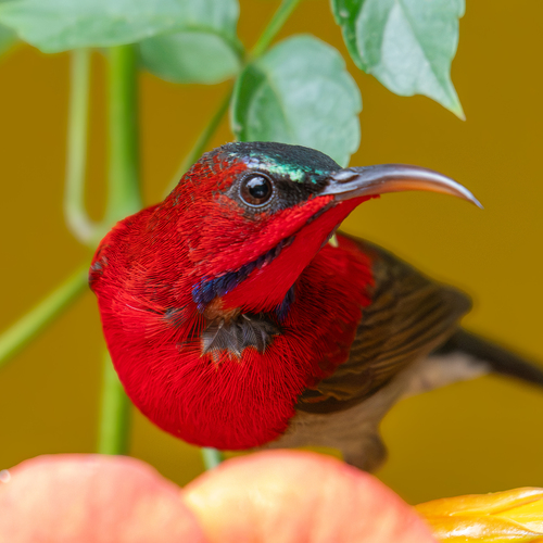 Portraiture of a Crimson Sunbird