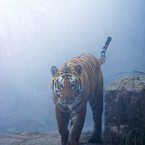 A tiger in the mist