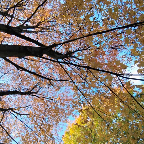 Beneath the Autumn Canopy