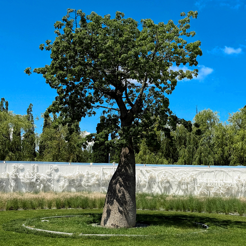 Хоризия,бутылочное дерево
