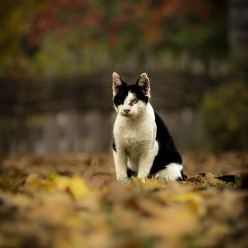 Survivor