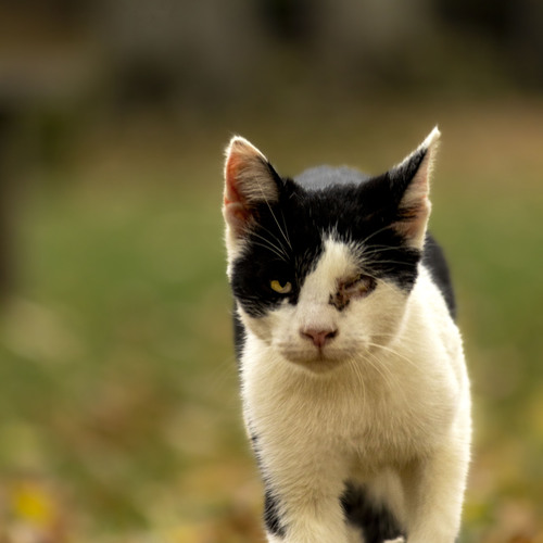 Survivor