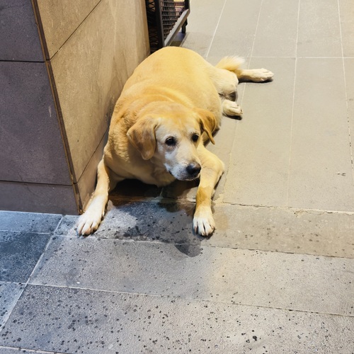 a big, sad dog