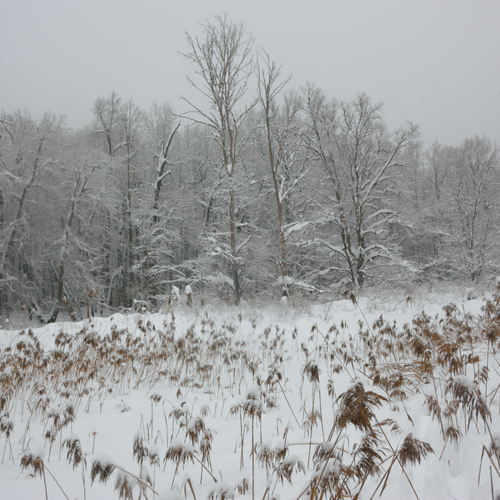 Photo #14305211