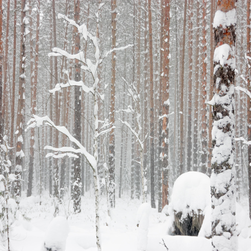 Photo #14305220