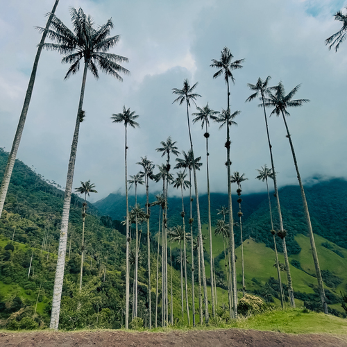 Valle de Cocora, Colombia