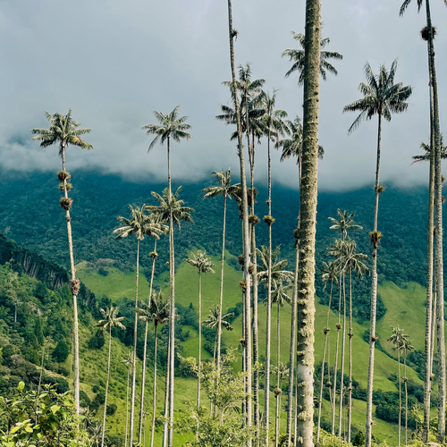 Wax palms in Valle de Cocora, Colombia