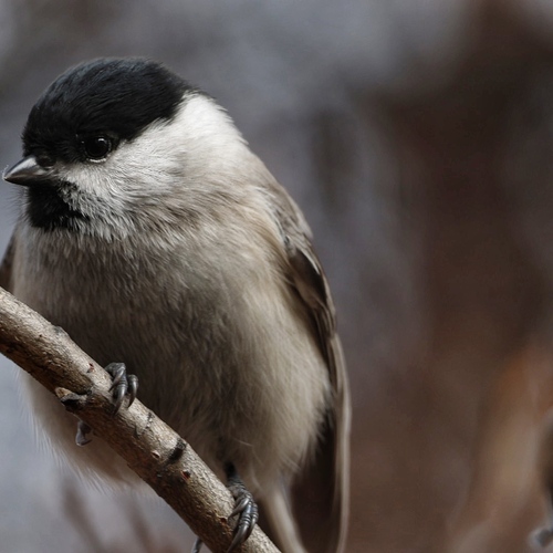 Photo #14308667