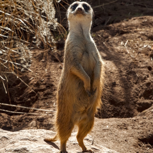 Photo #14309429