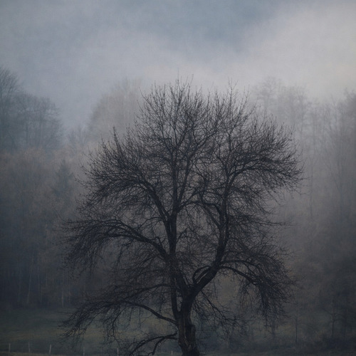 Somewhere Between Fog and Memory