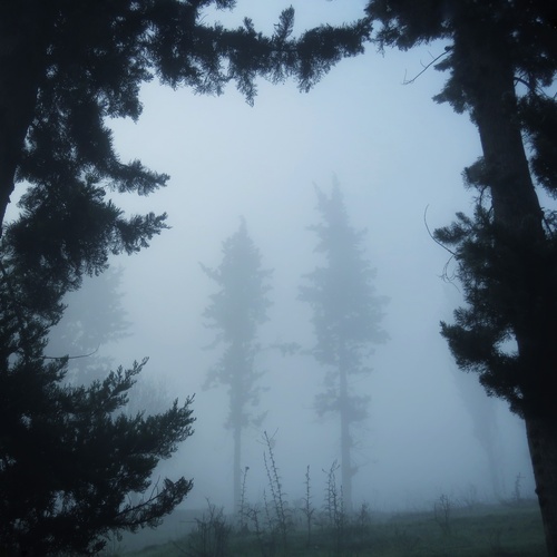 Whispers of the Fog