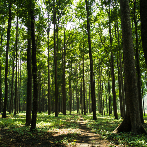 The Sunlit Grove