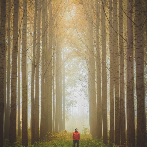 Among Giants