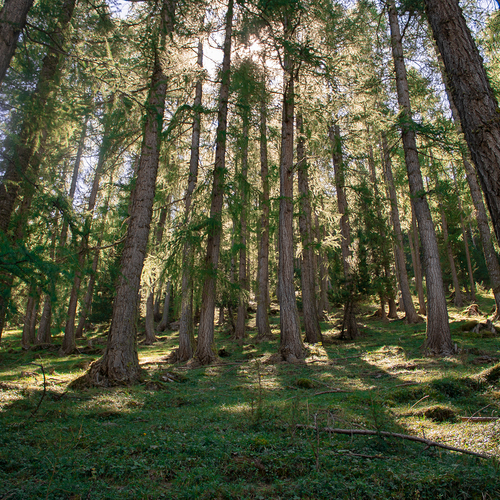 Risveglio nel bosco