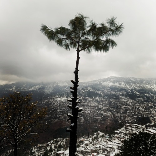The Lone Sentinel of Winter