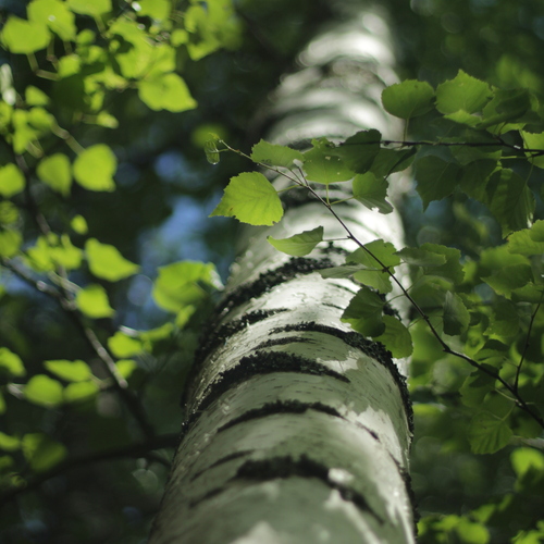 Photo #14338570
