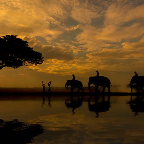 Silhouettes of elephants.