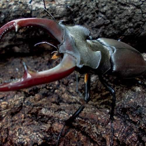 Lucanus cervus