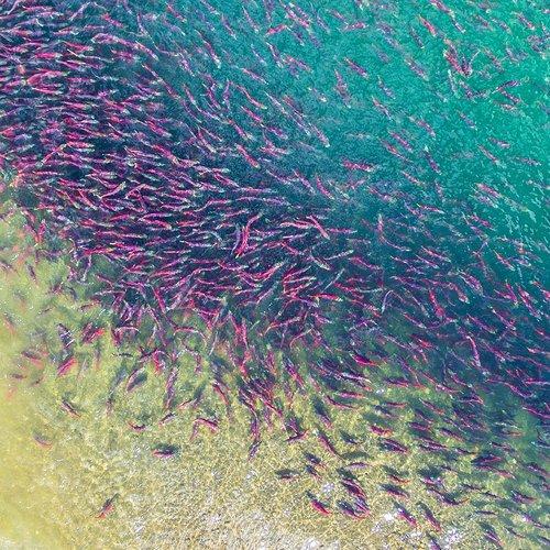 Лосось на нересте