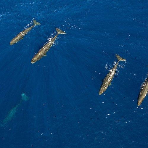 Семья кашалотов