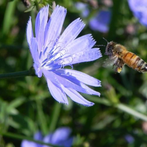Bee with Chicory Flower