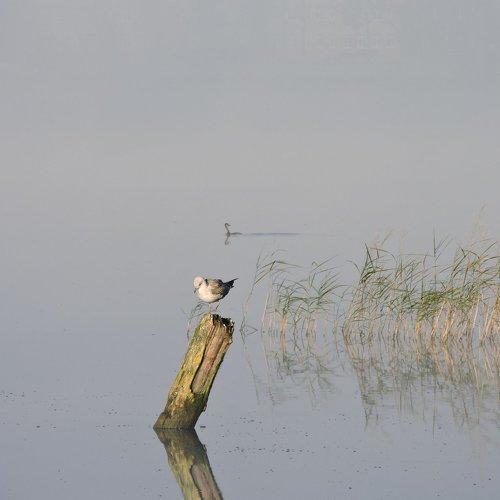 Утренняя грусть