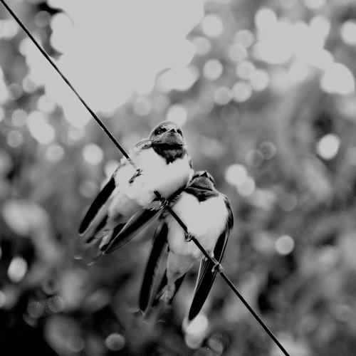 Photo #1445247