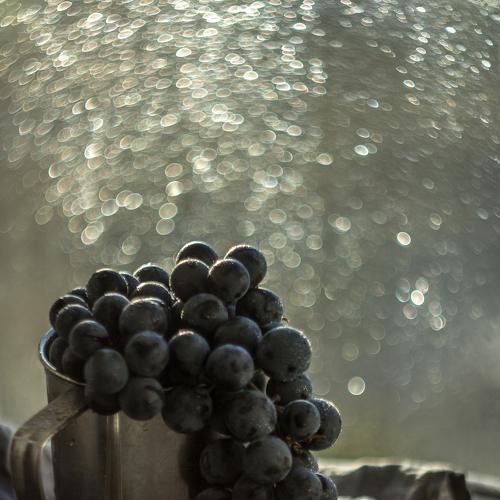 Photo #1448772
