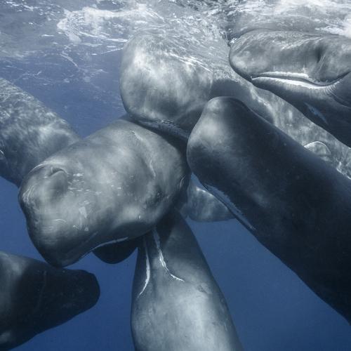 Суп из кашалотов