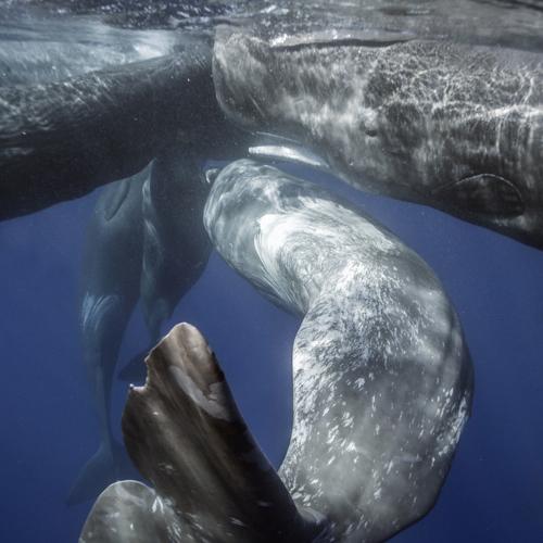 Тусовка кашалотов