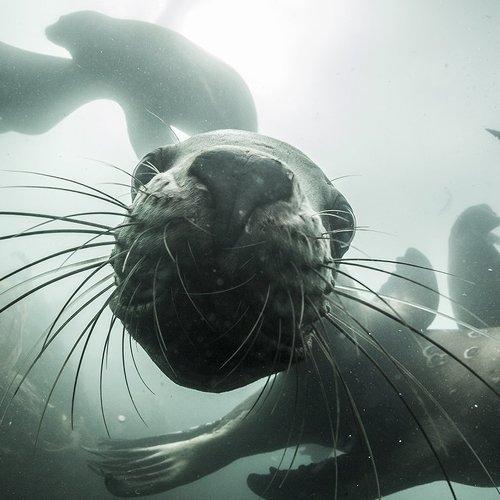 Близкое знакомство