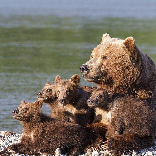 Мать-героиня