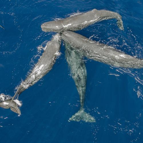 Вальс с кашалотами