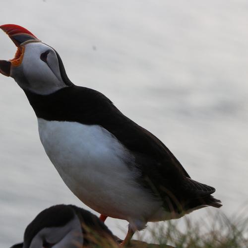 Puffin