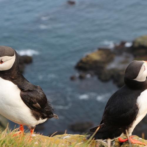 Puffins  at rock latrabjarg