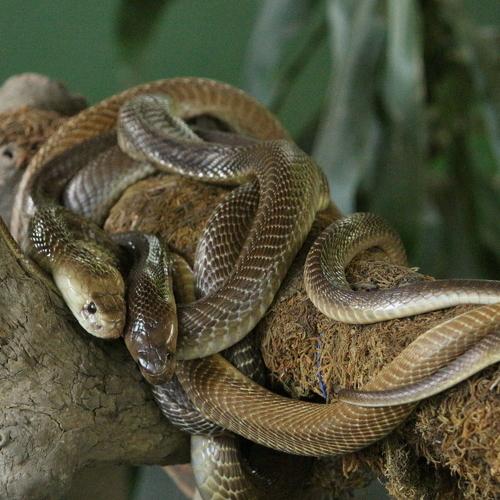 puzzle snake