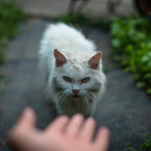 Безпризорник