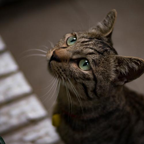 猎猫/Hunting cat