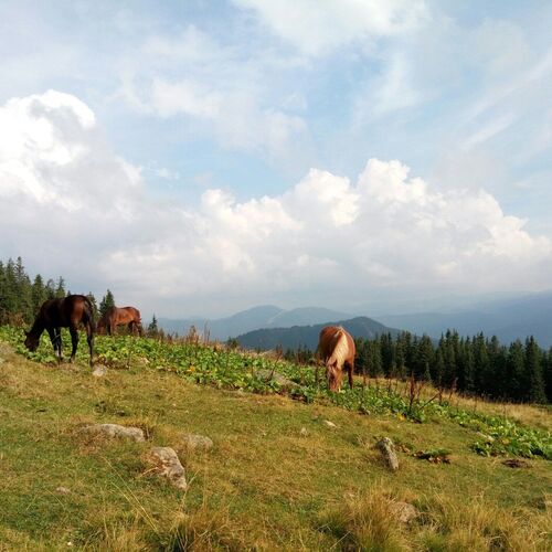 Карпаты
