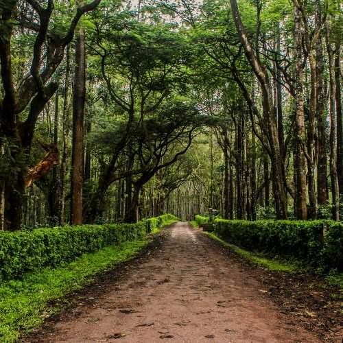 Into the woods