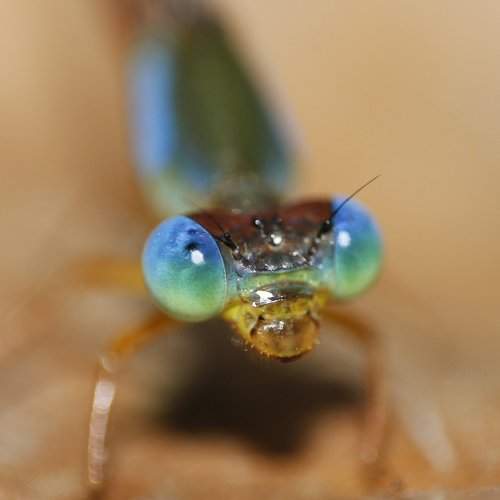 Blue Eyes