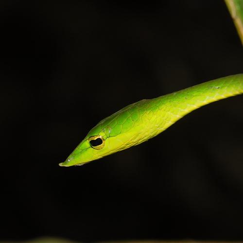 Vine snake