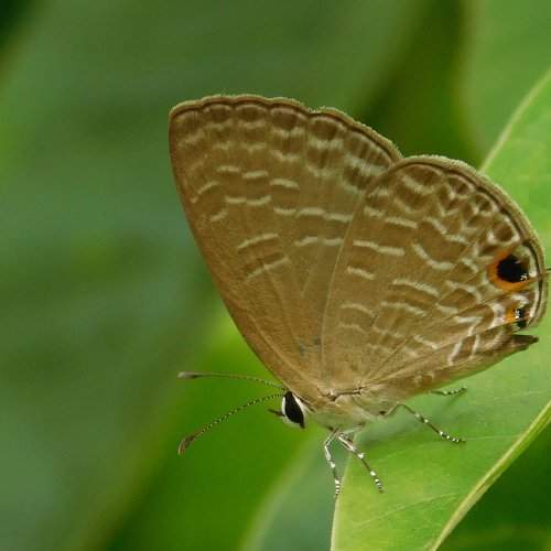 common cerulean butterfly
