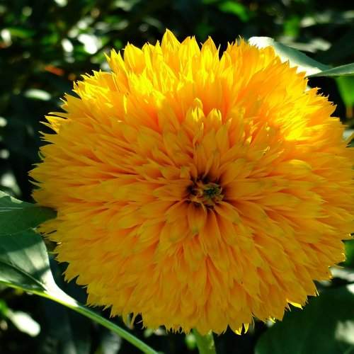 yellow flower
