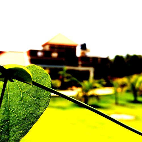 nature