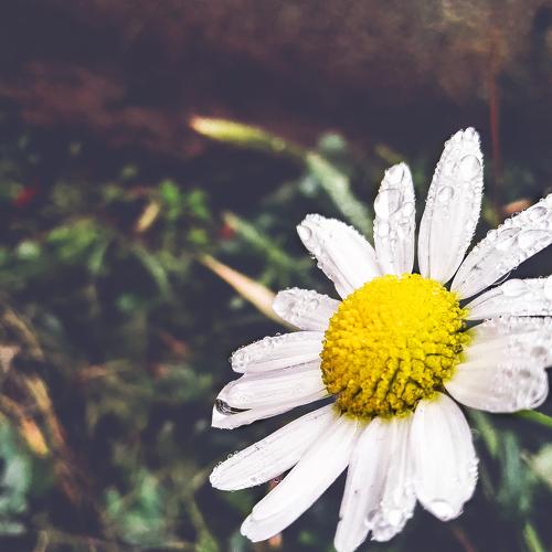 Сhamomile.