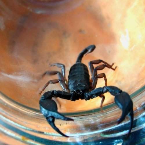 arrested scorpion in a jar