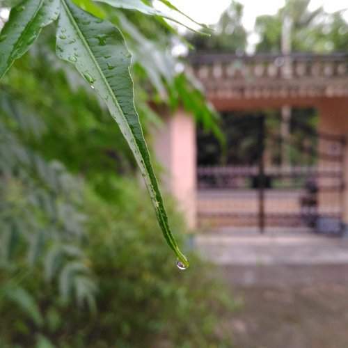 Azadirachta indica