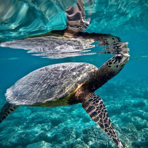 Hawksbill